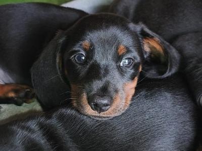 IKC Registered(pending) Black and Tan Miniature Dachshund puppies in Limerick