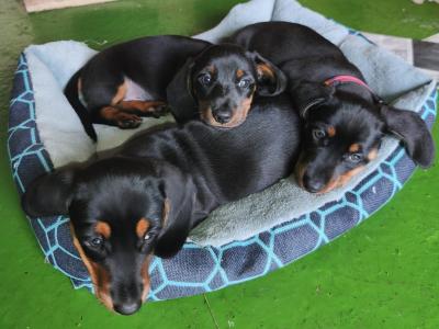 IKC (PENDING) Registered Black and Tan Miniature Dachshund
