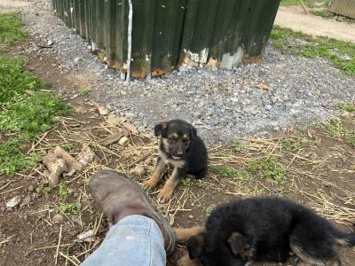 German Shepherd puppies for sale in Tipperary