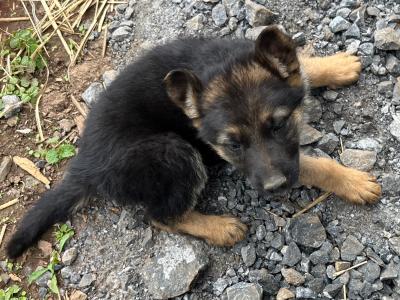 German Shepherd puppies for sale in Tipperary