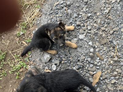 Puppies for sale
