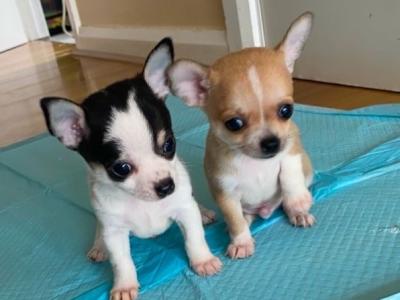 2 beautiful purebred Chihuahua puppies in Galway