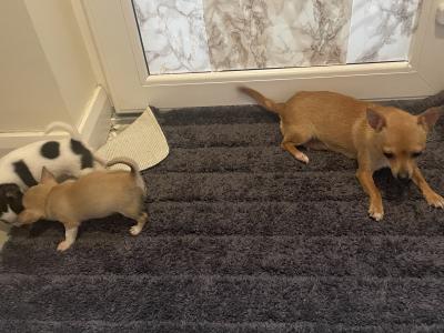 2 beautiful purebred Chihuahua puppies in Galway