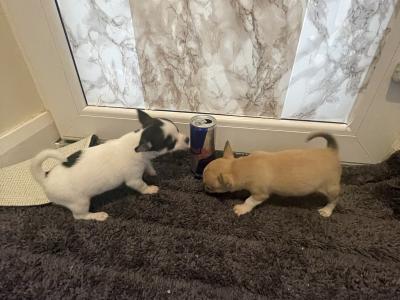 2 beautiful purebred Chihuahua puppies in Galway