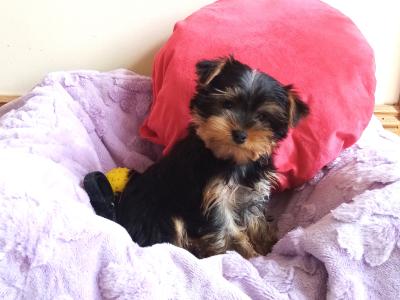 Yorkshire Terrier Purebred ❤️puppies in Meath