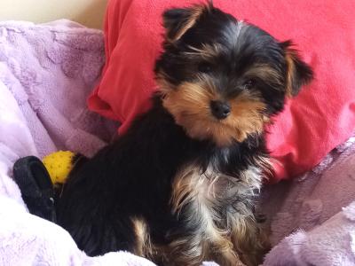 Yorkshire Terrier Purebred ❤️puppies in Meath