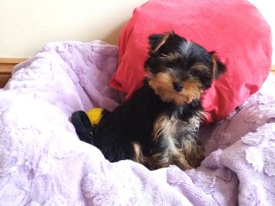 Yorkshire Terrier Purebred ❤️puppies in Meath