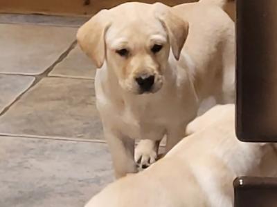 Outstanding purebred Labrador pups