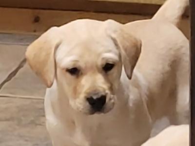 Outstanding purebred Labrador puppies in Tipperary