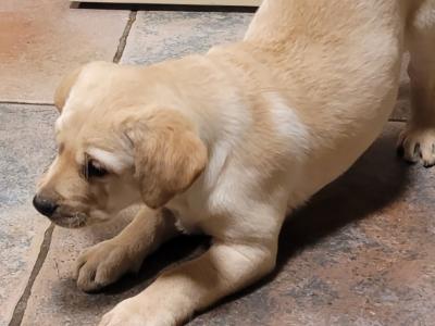 Outstanding purebred Labrador puppies in Tipperary