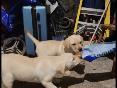 Outstanding purebred Labrador puppies in Tipperary