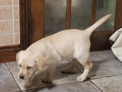 Outstanding purebred Labrador puppies in Tipperary