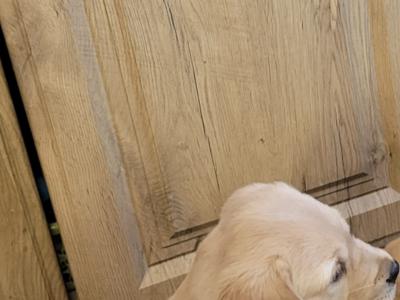 Outstanding purebred Labrador puppies in Tipperary