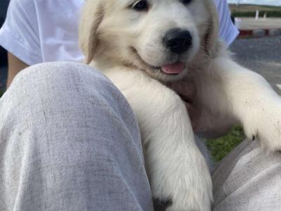 IKC Registered Golden Retriever puppies in Waterford - health tested