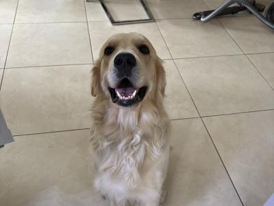 Brody the Golden Retriever