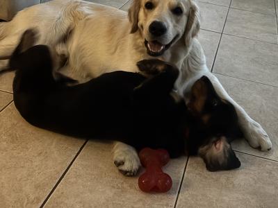 Brody the Golden Retriever
