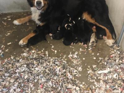 IKC Registered(pending) Bernese Mountain Dog puppies in Mayo