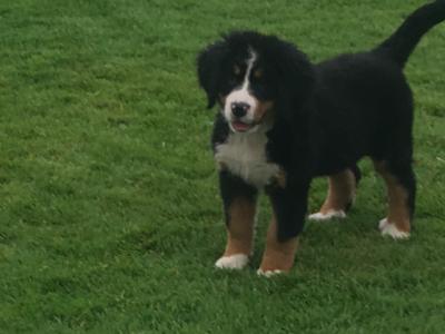 IKC Registered(pending) Bernese Mountain Dog puppies in Mayo