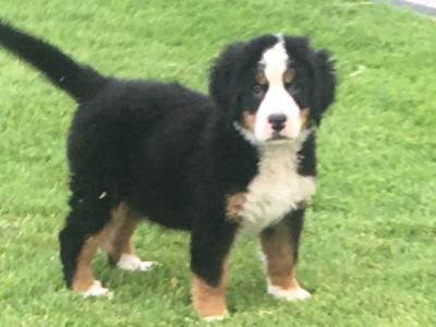 IKC Registered(pending) Bernese Mountain Dog puppies in Mayo