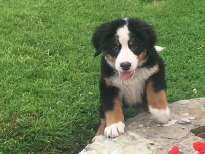 IKC Reg Bernese pups