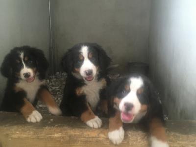 IKC Registered(pending) Bernese Mountain Dog puppies in Mayo