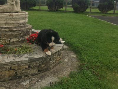 IKC Registered(pending) Bernese Mountain Dog puppies in Mayo
