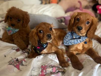 Stunning Cavapoo puppies in Wexford
