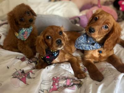 Stunning Cavapoo puppies in Wexford