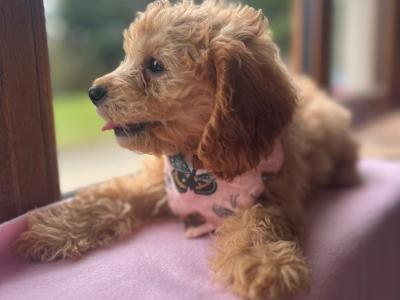 Stunning Cavapoo puppies in Wexford