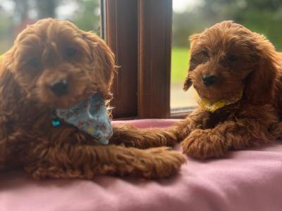 Stunning Cavapoo puppies in Wexford