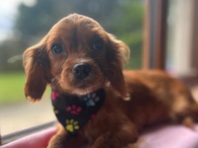 Stunning Cavapoo puppies in Wexford