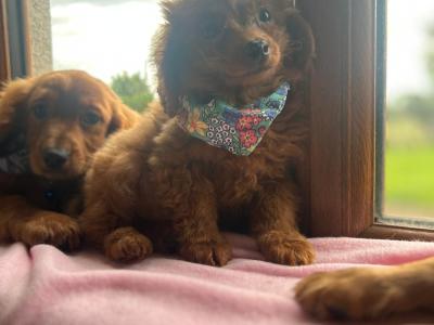 Stunning Cavapoo puppies in Wexford