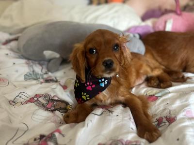Stunning Cavapoo puppies in Wexford