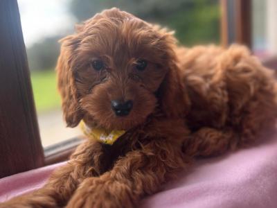 Stunning Cavapoo puppies in Wexford