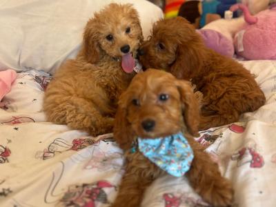 Stunning Cavapoo puppies in Wexford