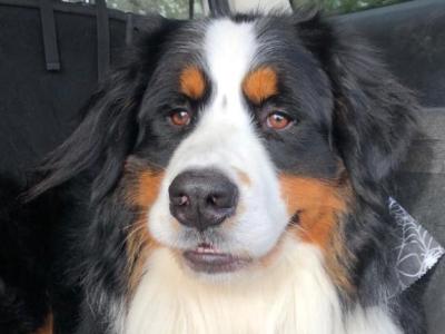 IKC Registered(pending) Bernese Mountain Dog puppies in Mayo