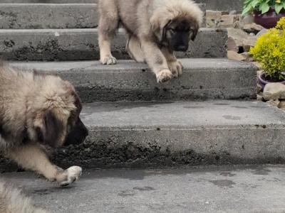 IKC Registered Caucasian Shepherd Dog puppies in Tipperary