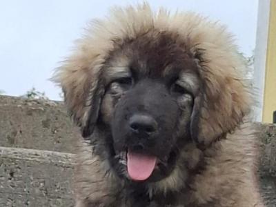 IKC Registered Caucasian Shepherd Dog puppies in Tipperary