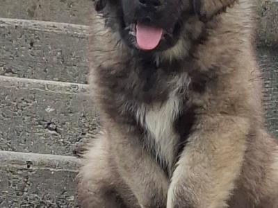 IKC Registered Caucasian Shepherd Dog puppies in Tipperary