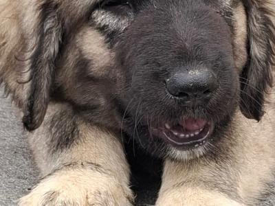 IKC Registered Caucasian Shepherd Dog puppies in Tipperary
