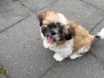 2 beautiful Shih Tzu girl puppies in Galway