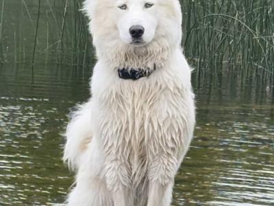 IKC Registered Yakutian Laika puppies in Mayo