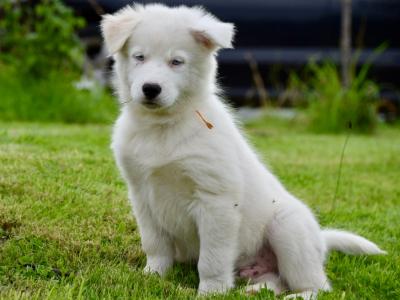 IKC Registered Yakutian Laika puppies in Mayo