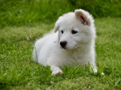 IKC Registered Yakutian Laika puppies in Mayo