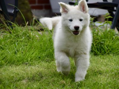 IKC Registered Yakutian Laika puppies in Mayo