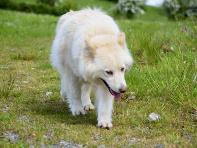 IKC Registered Yakutian Laika puppies in Mayo