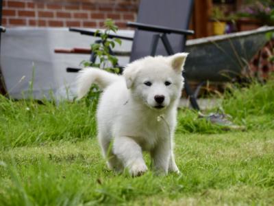 IKC Registered Yakutian Laika puppies in Mayo
