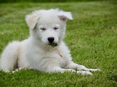IKC Registered Yakutian Laika puppies in Mayo