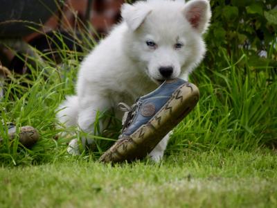 IKC Registered Yakutian Laika puppies in Mayo