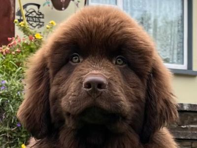 IKC Pedigree Newfoundland puppies in Cork Brown Male €1,800